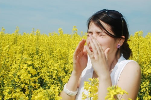niezen door allergische reactie op pollen